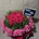 Caja con rosas rojas y paniculata - Imagen 2