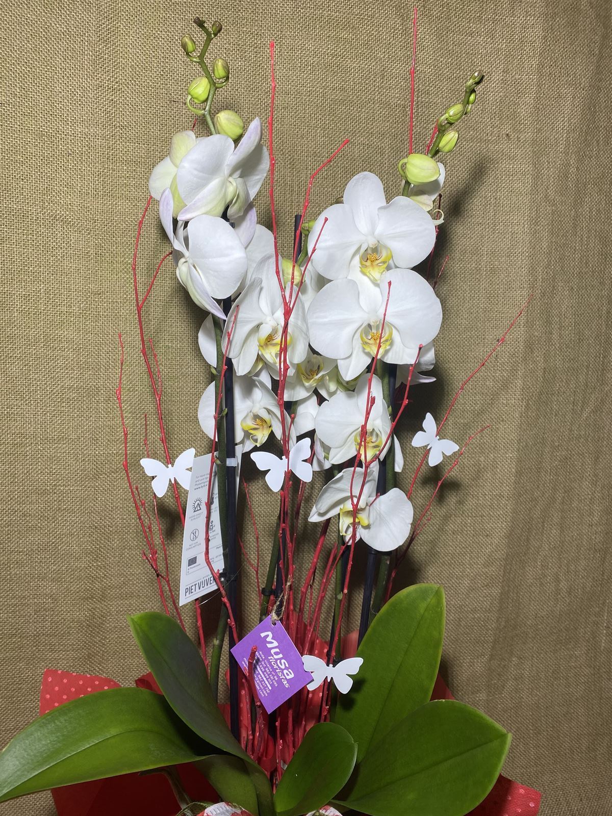 Phalaenopsis blanca - Imagen 2