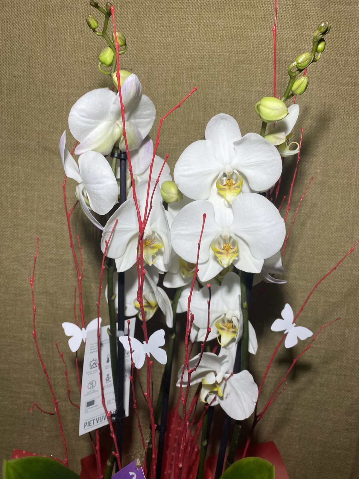 Phalaenopsis blanca - Imagen 3