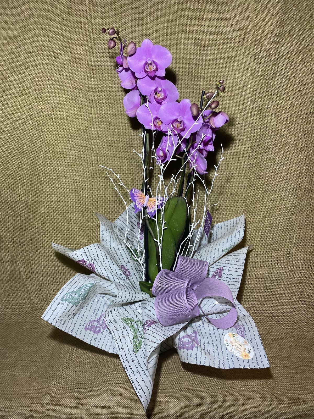 Phalaenopsis lila - Imagen 1