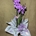 Phalaenopsis lila - Imagen 1