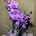 Phalaenopsis lila - Imagen 2
