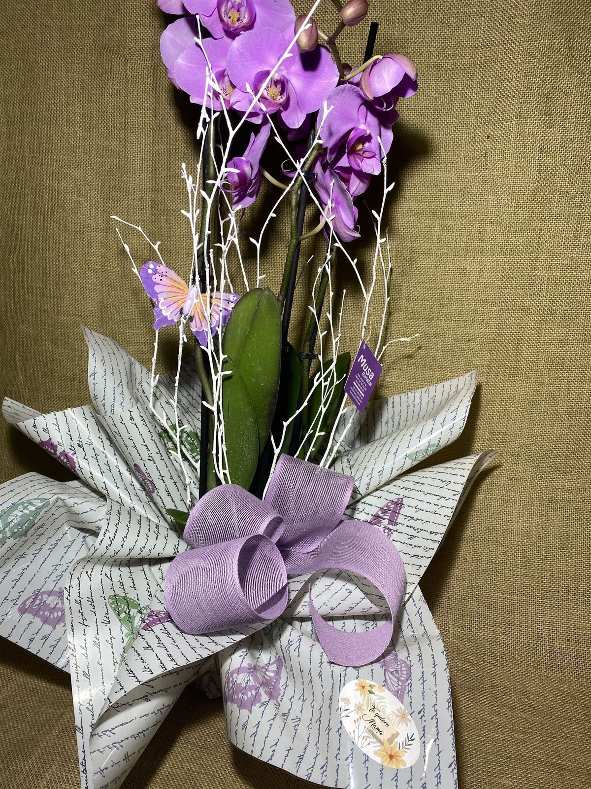 Phalaenopsis lila - Imagen 3