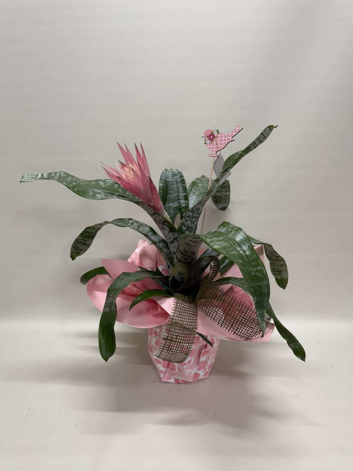 Aechmea fasciata - Imagen 1