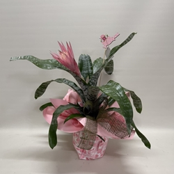 Aechmea fasciata - Imagen 1