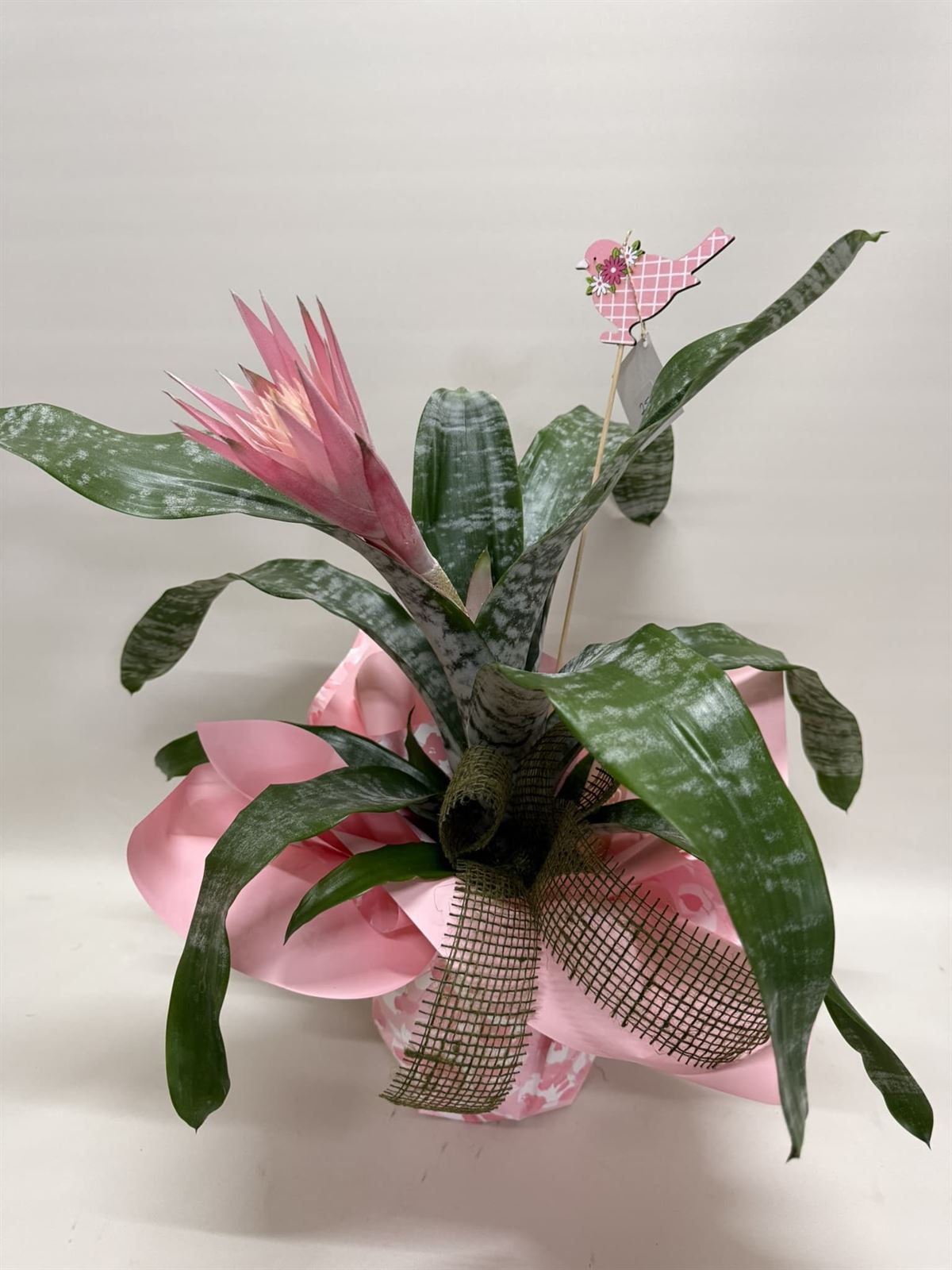 Aechmea fasciata - Imagen 2