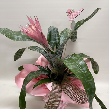 Aechmea fasciata - Imagen 2