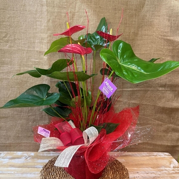 Anturium rojo - Imagen 1