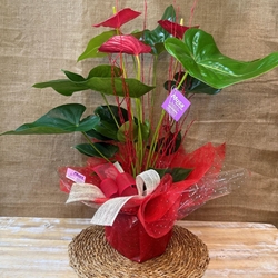 Anturium rojo - Imagen 2