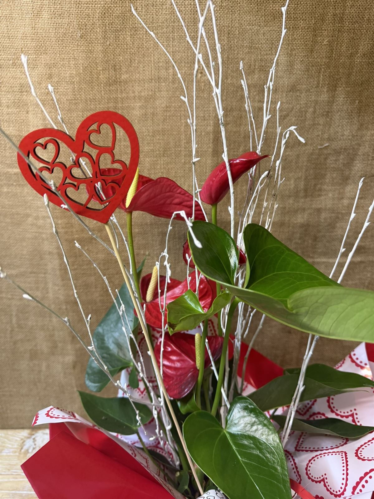 Anturium rojo - Imagen 2