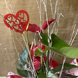 Anturium rojo - Imagen 2