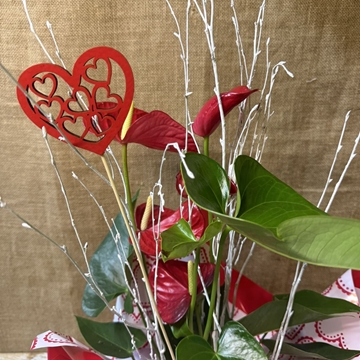 Anturium rojo - Imagen 2