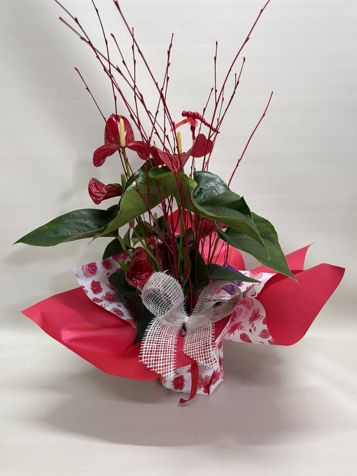 Anturium rojo - Imagen 1