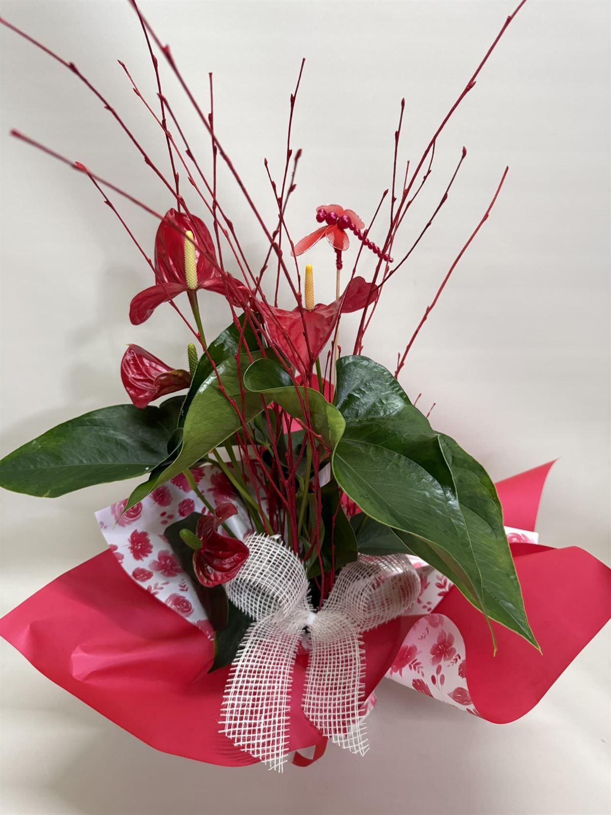 Anturium rojo - Imagen 2