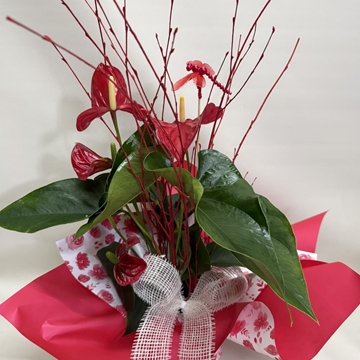 Anturium rojo - Imagen 2