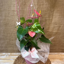 Anturium rosa en maceta de tono rosa - Imagen 1