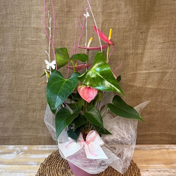 Anturium rosa en maceta de tono rosa - Imagen 1