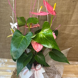 Anturium rosa en maceta de tono rosa - Imagen 2