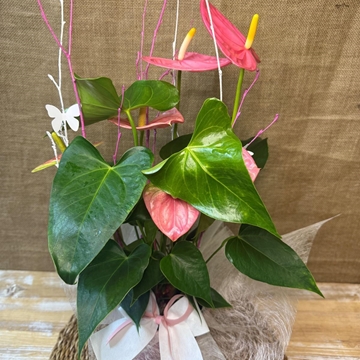 Anturium rosa en maceta de tono rosa - Imagen 2