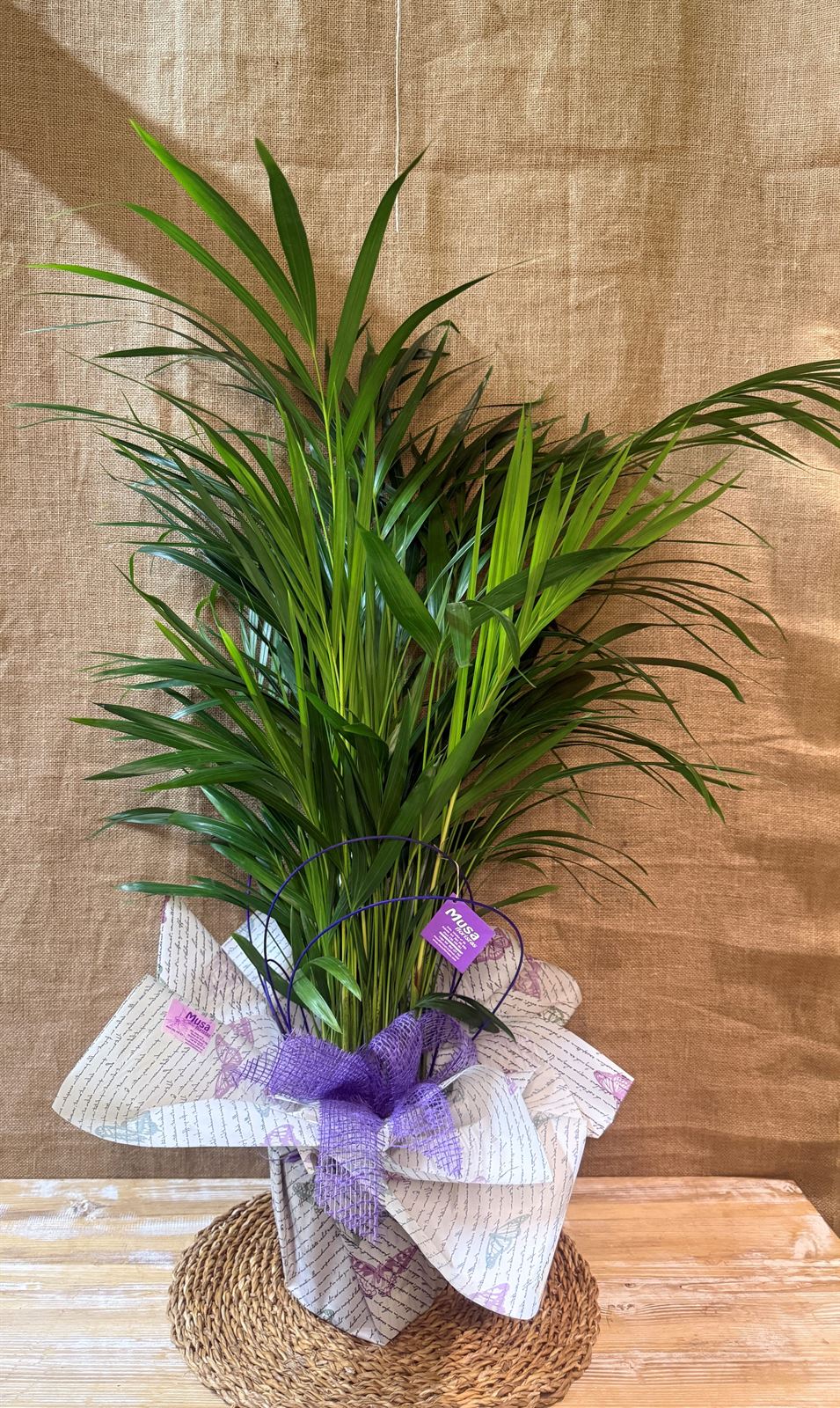 Areca - Imagen 1