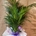 Areca - Imagen 1