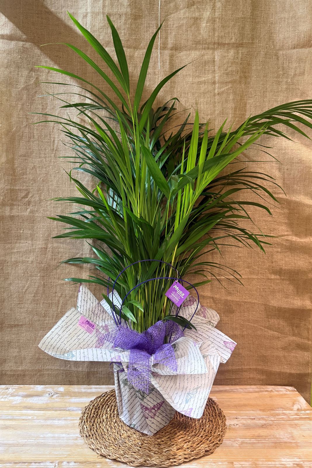 Areca - Imagen 2