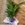 Areca - Imagen 2