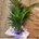 Areca - Imagen 2