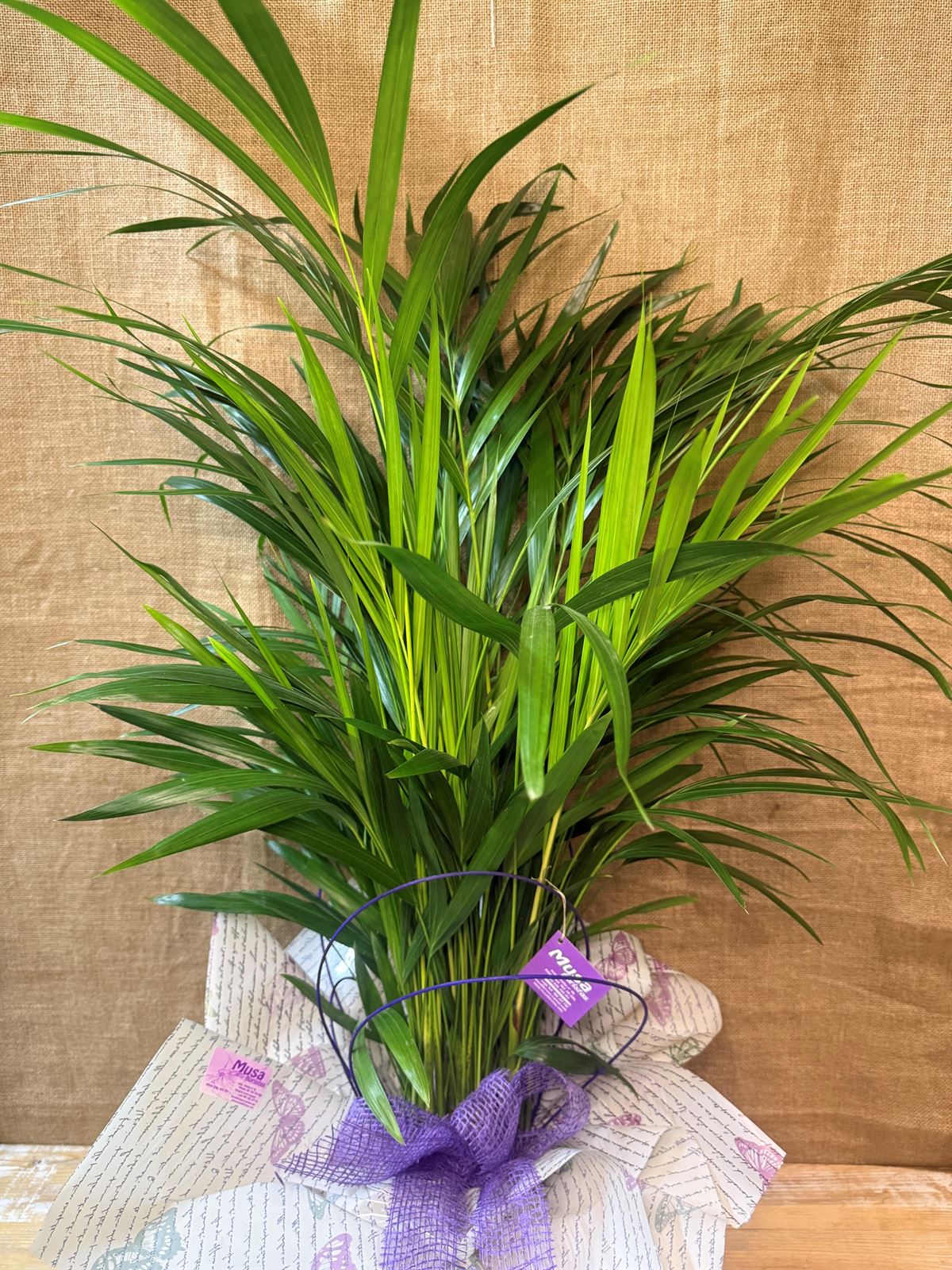 Areca - Imagen 3
