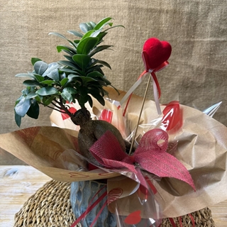 BONS Ginseng Cerámica - Imagen 2