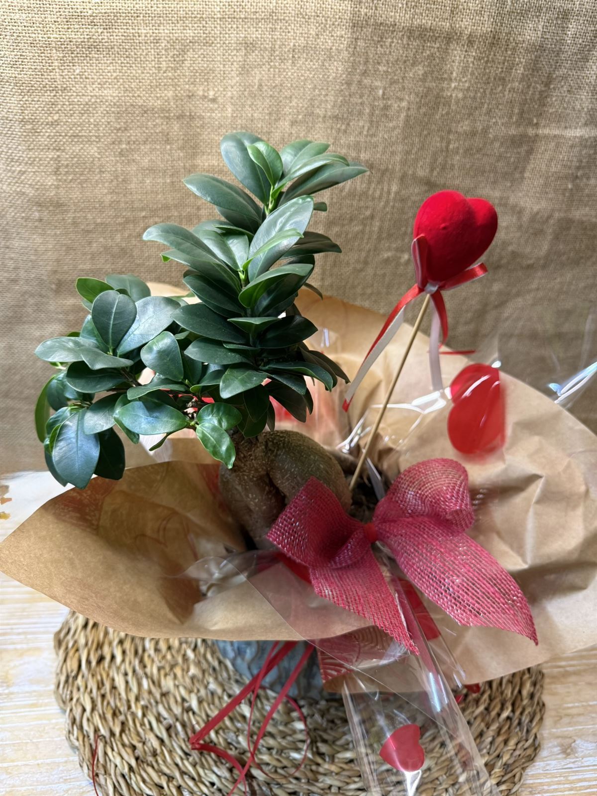 BONS Ginseng Cerámica - Imagen 4