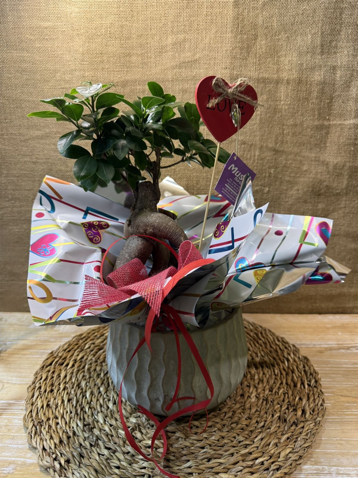 BONS Ginseng Cerámica - Imagen 1