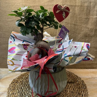 BONS Ginseng Cerámica - Imagen 1