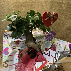 BONS Ginseng Cerámica - Imagen 2