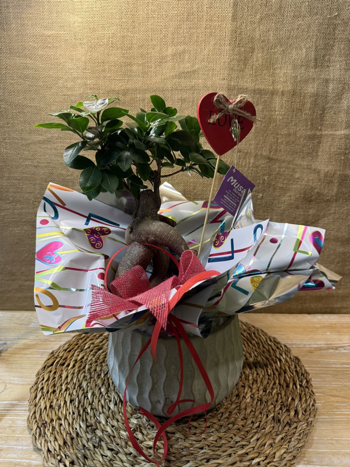 BONS Ginseng Cerámica - Imagen 3