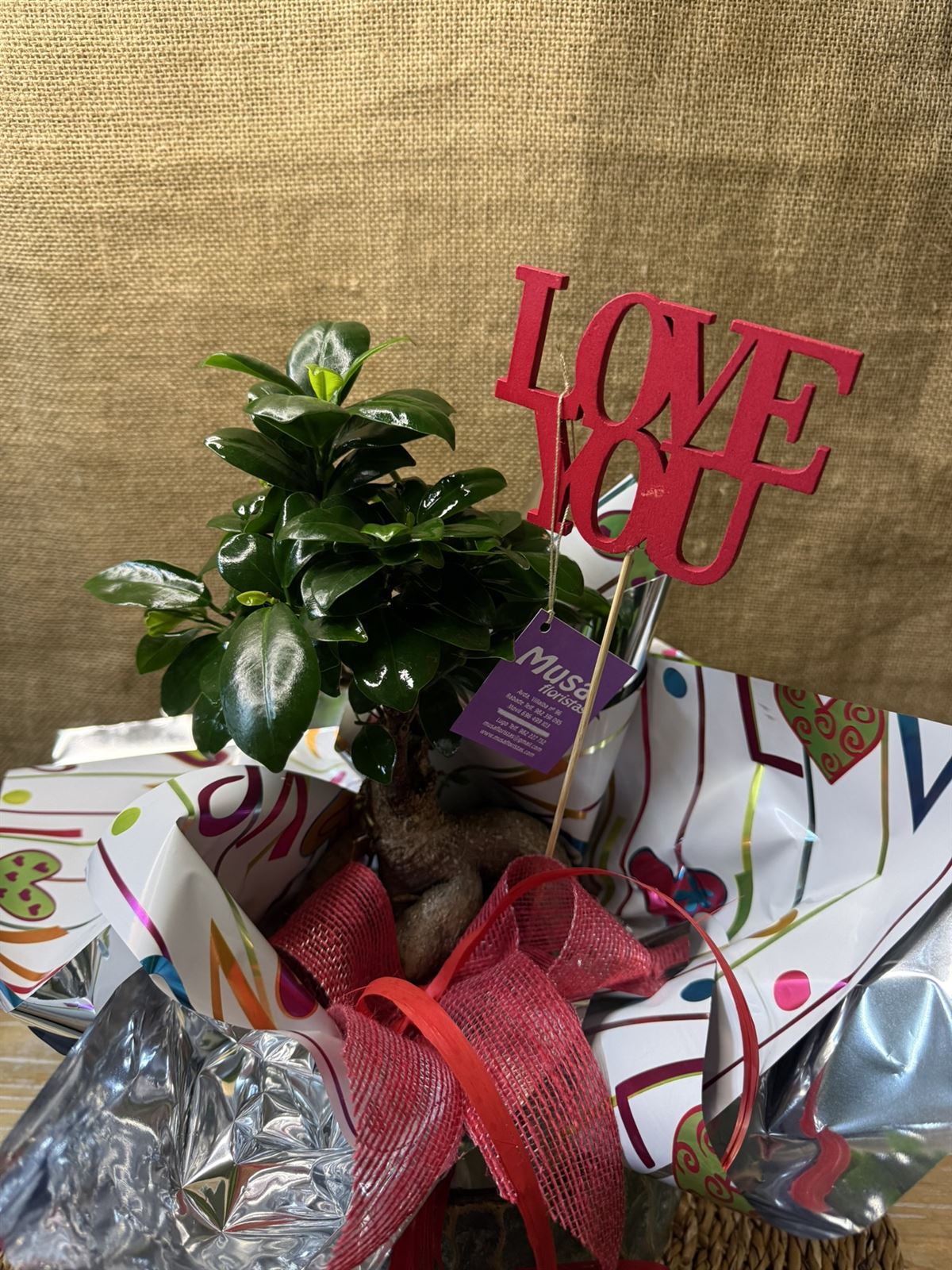 BONS Ginseng Cerámica - Imagen 3