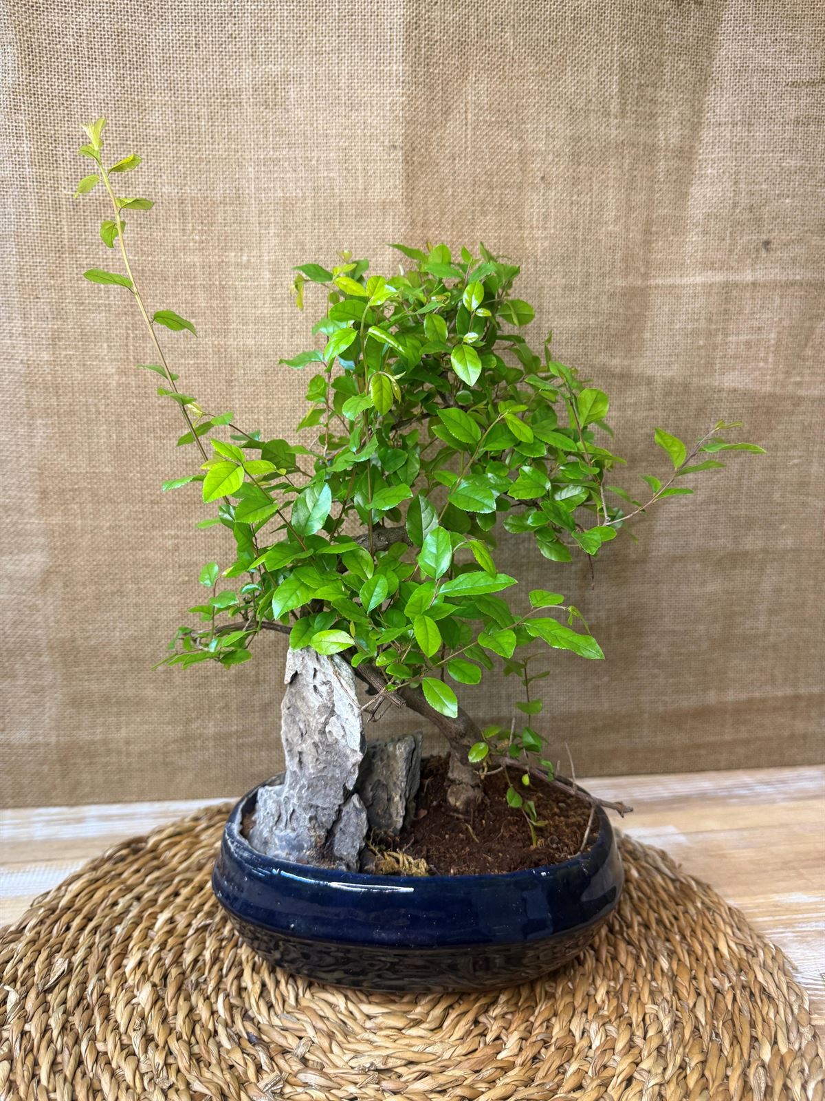 Bonsai 7 años (C) - Imagen 1