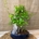 Bonsai 7 años (C) - Imagen 1