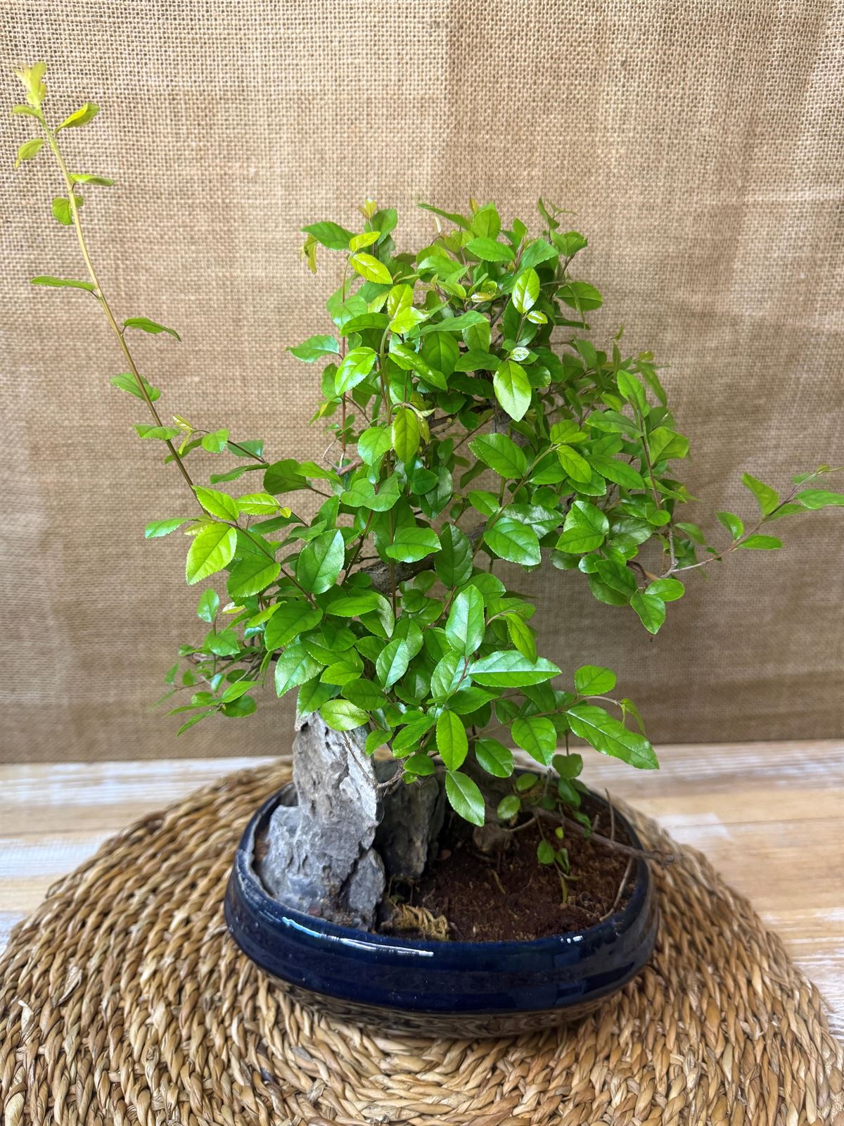 Bonsai 7 años (C) - Imagen 2