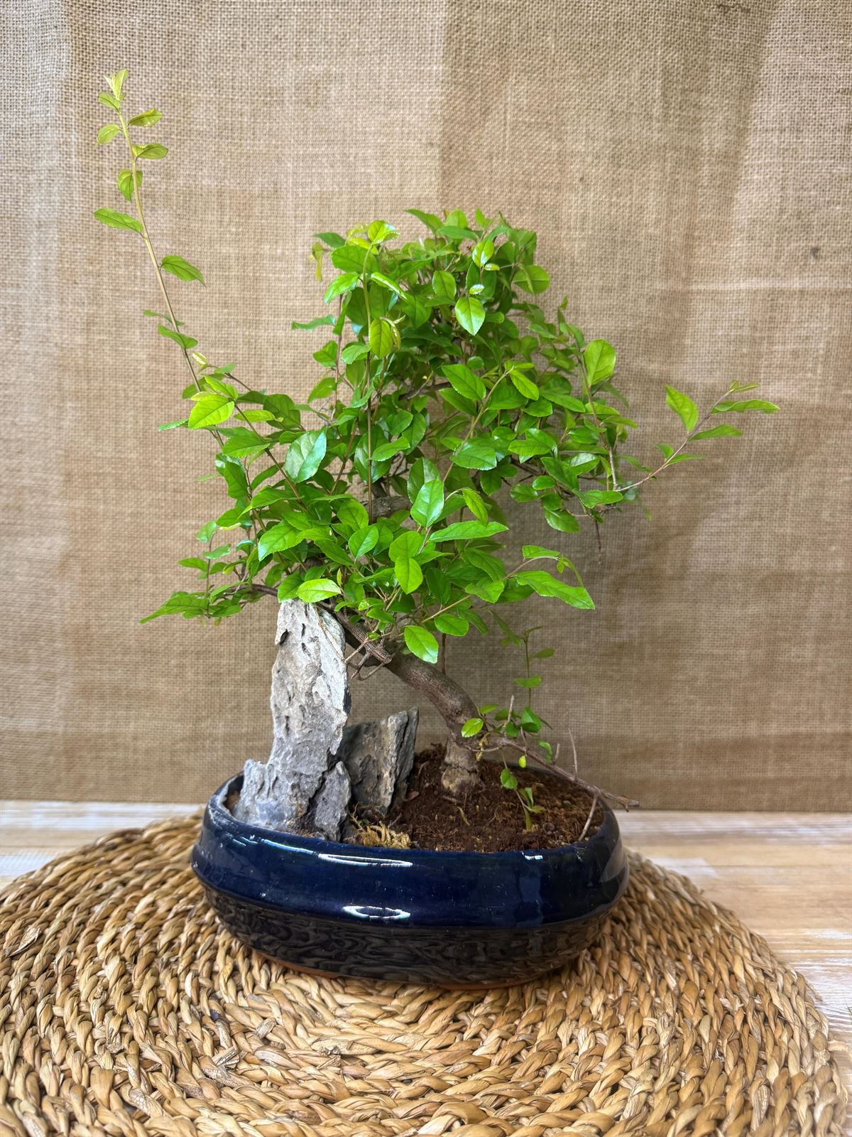 Bonsai 7 años (C) - Imagen 3