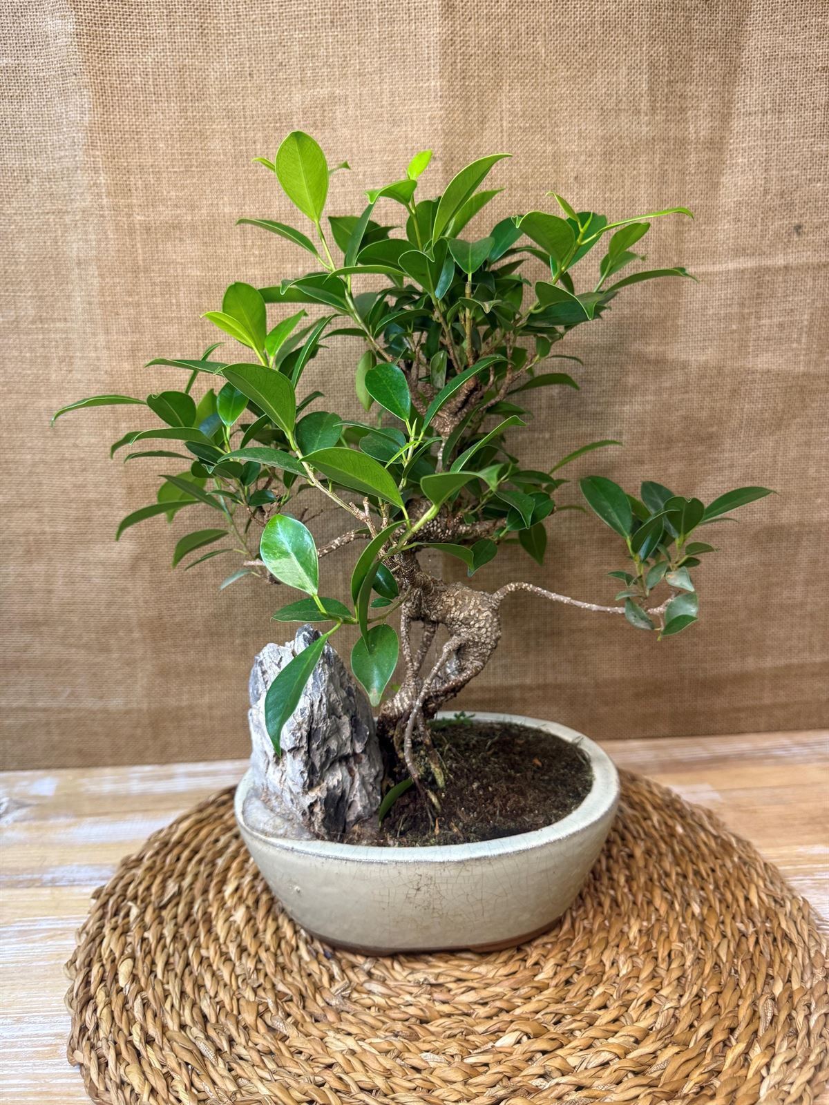 Bonsai 7 años (D) - Imagen 1