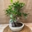 Bonsai 7 años (D) - Imagen 1