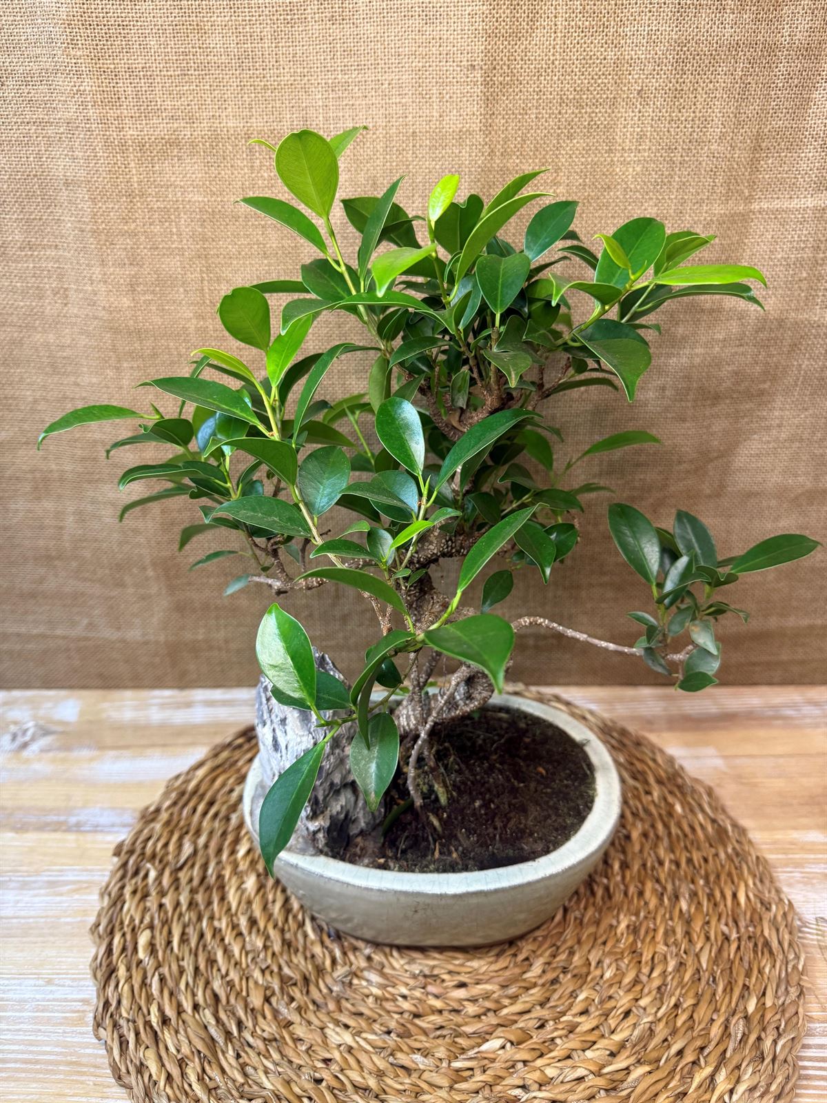 Bonsai 7 años (D) - Imagen 2