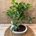 Bonsai 7 años (D) - Imagen 2