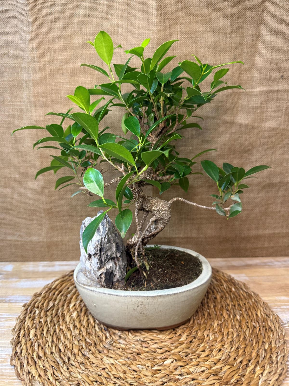 Bonsai 7 años (D) - Imagen 3