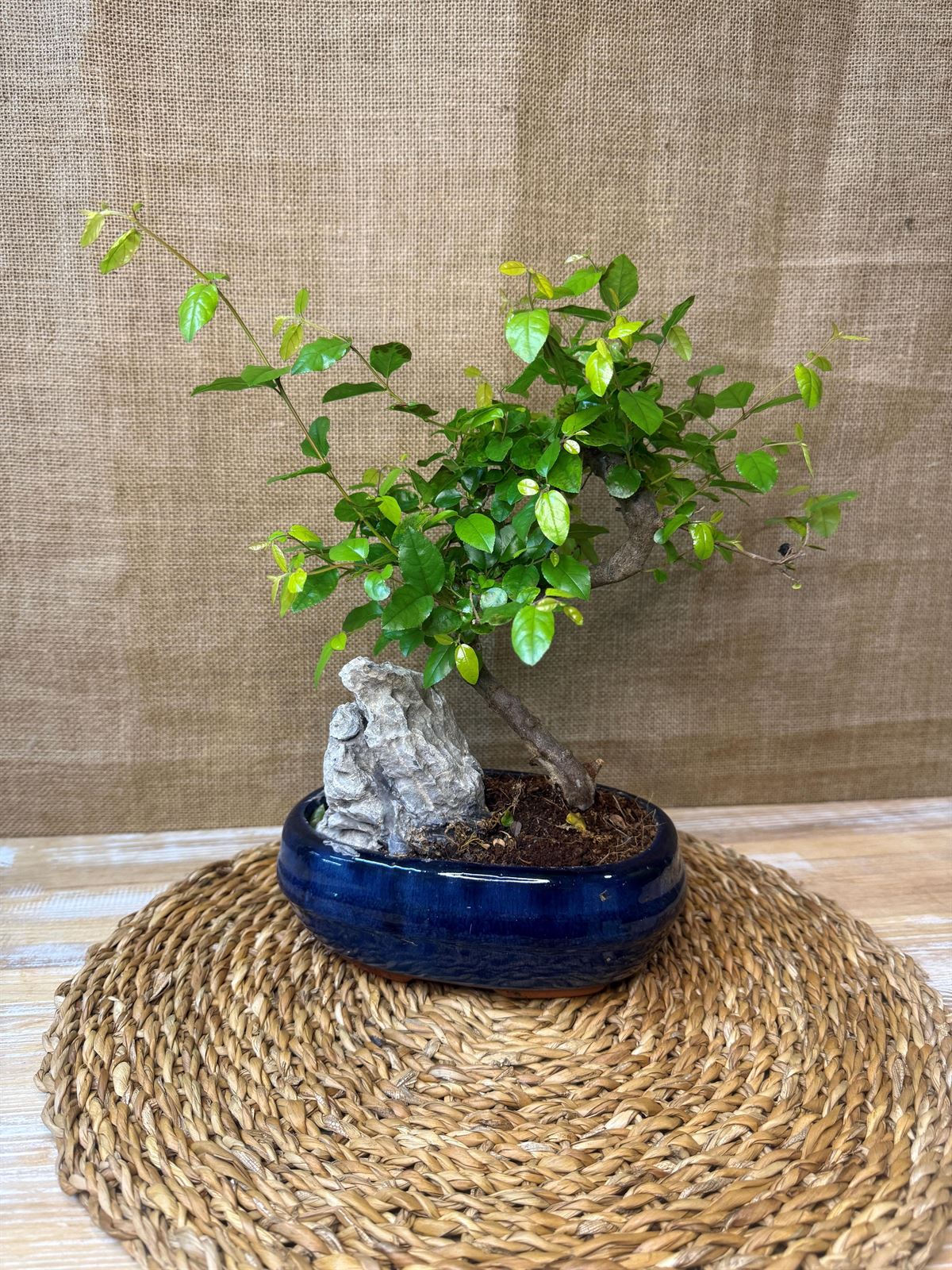 Bonsai 7 años. - Imagen 1