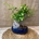 Bonsai 7 años. - Imagen 1