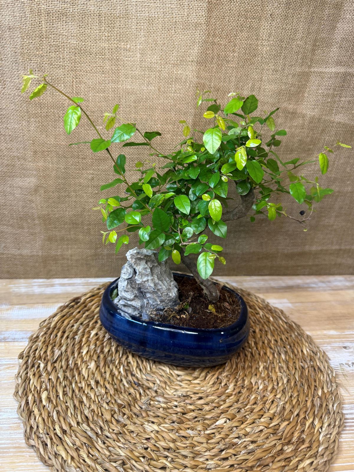 Bonsai 7 años. - Imagen 2