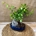 Bonsai 7 años. - Imagen 2