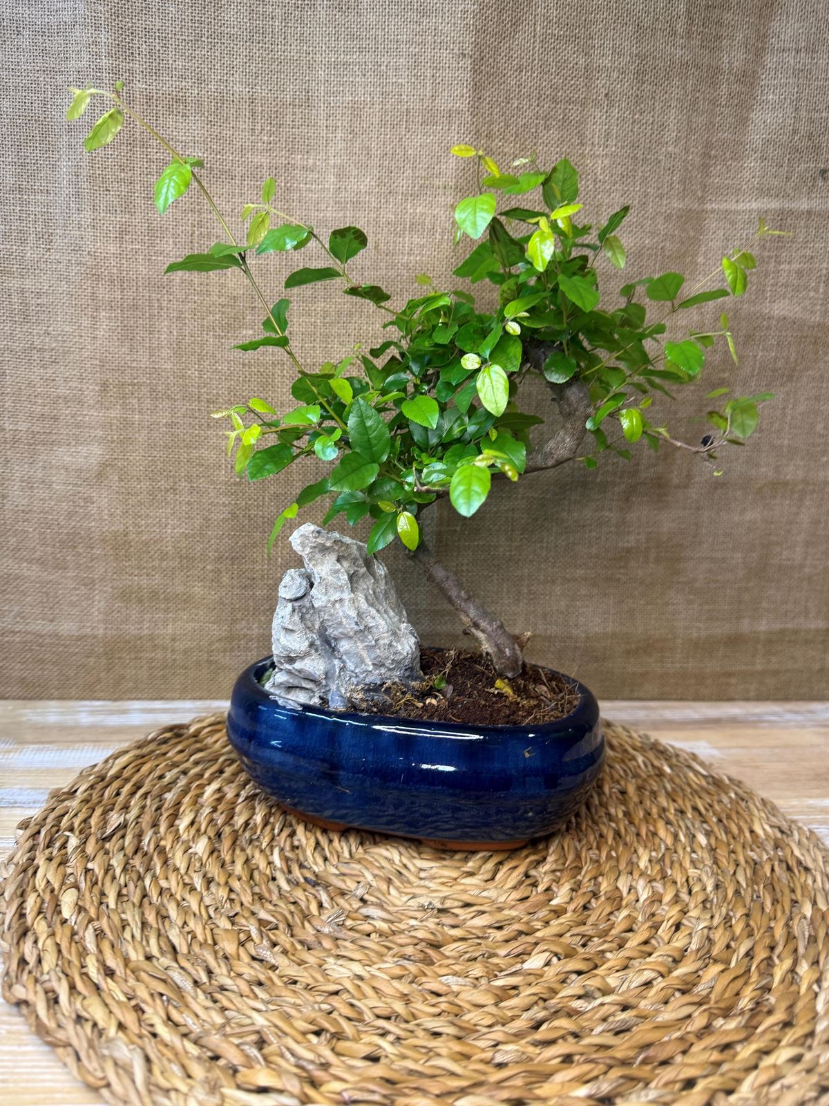 Bonsai 7 años. - Imagen 3